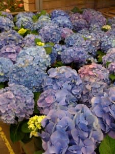 hydrangeas1