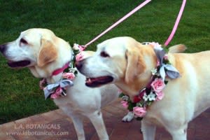 Dogs_lg