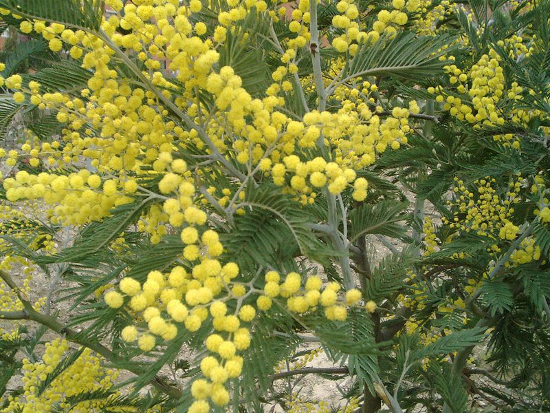 AcaciaFlowers