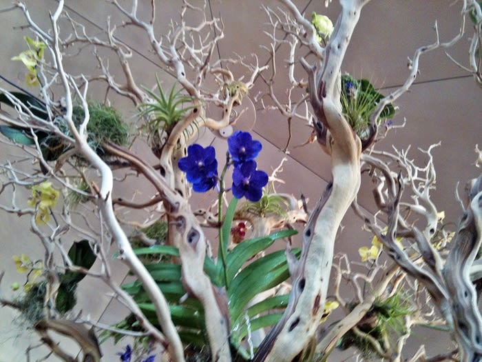 EcoTree2