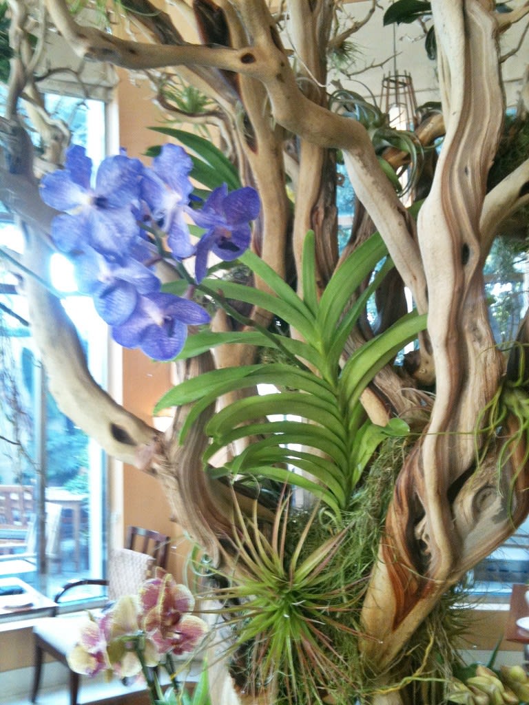 EcoTreeUpClose