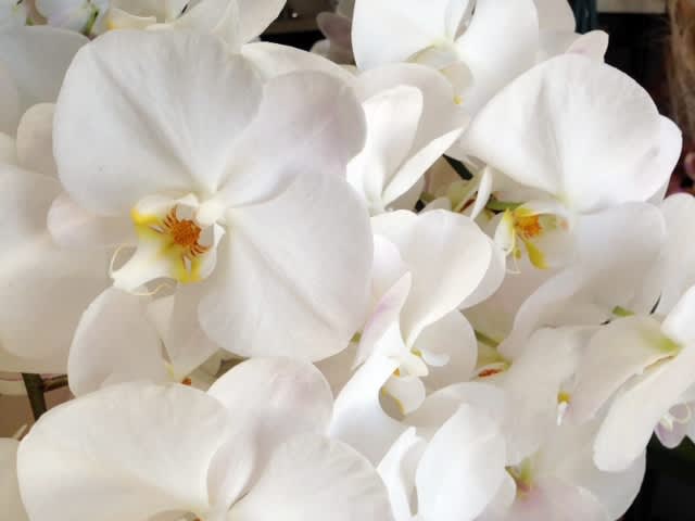 Favorite Flowers - Phalanopsis Orchids