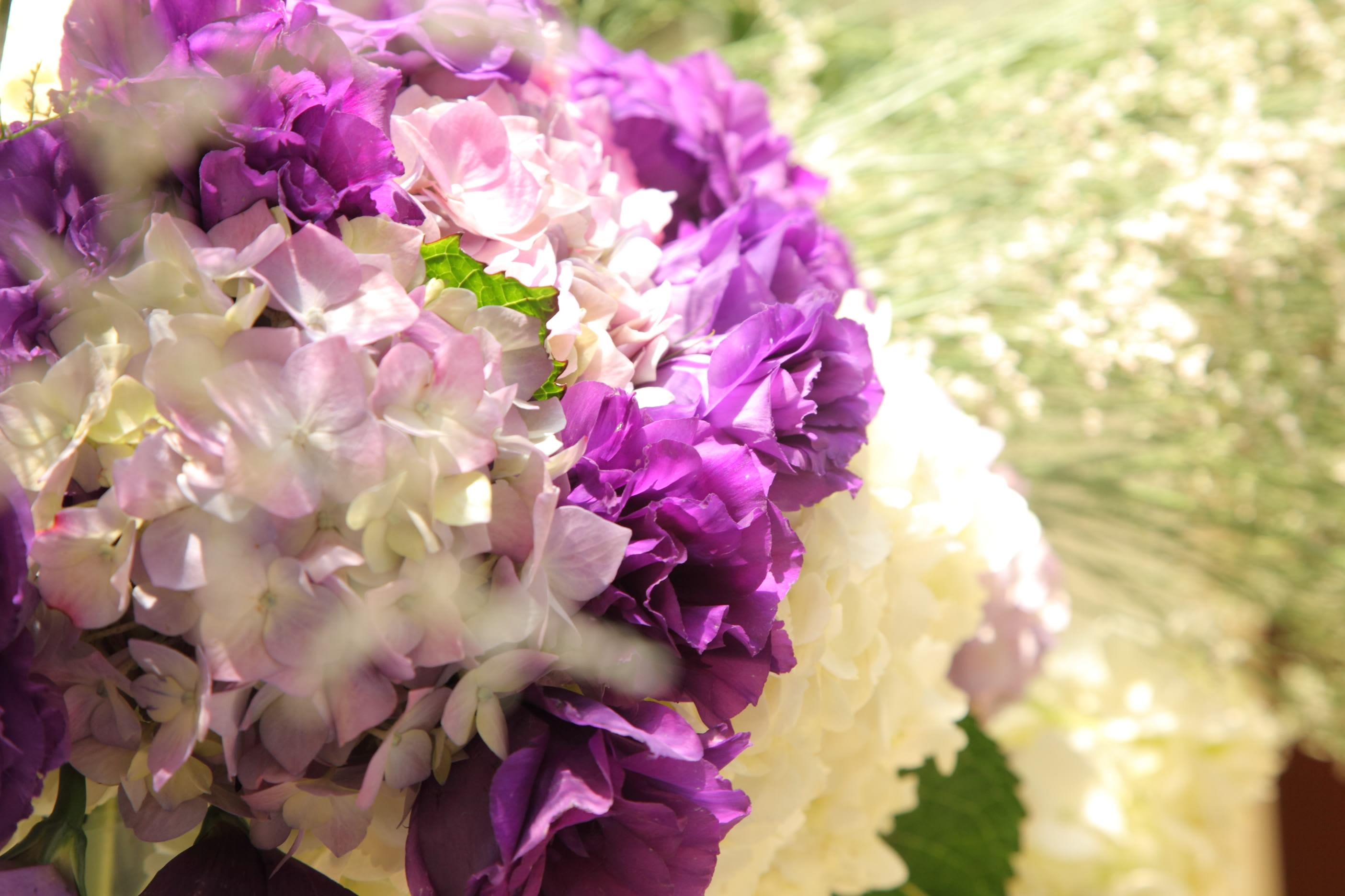 T'sul Wedding Gallery Sea Cliff C.C.