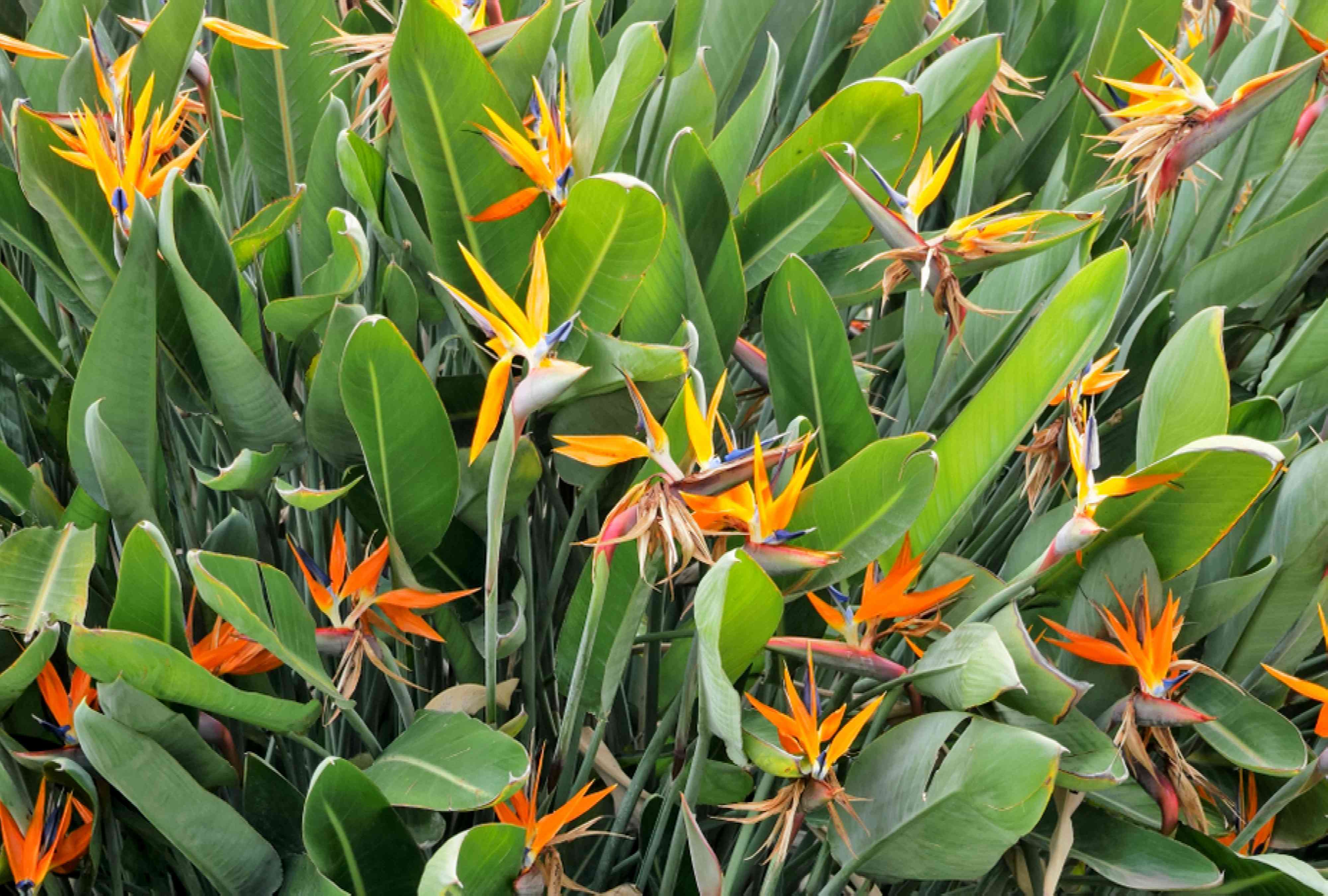 Flower Spotlight: Bird of Paradise
