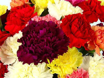 Flower Spotlight: Carnation