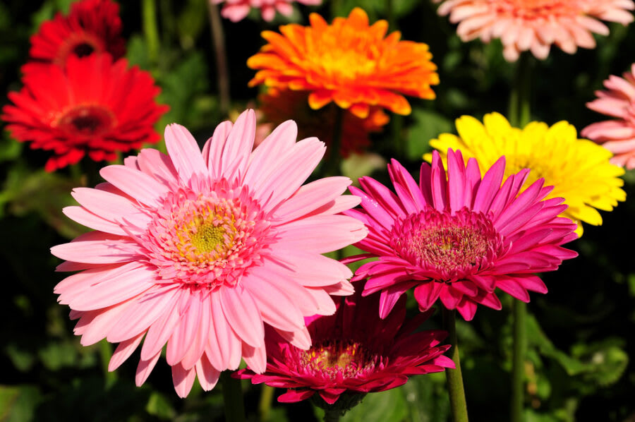 Flower Spotlight: Gerbera Daisy