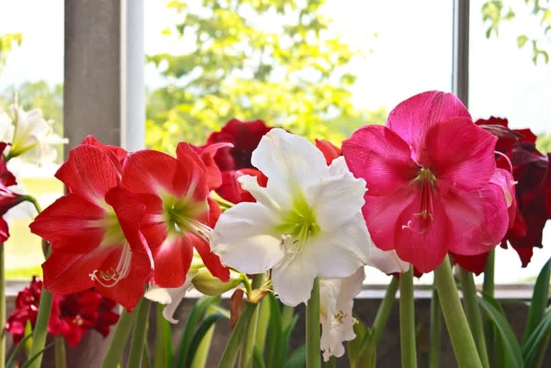 Flower Spotlight: Amaryllis