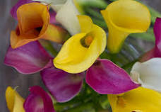 Flower Spotlight: Calla Lily