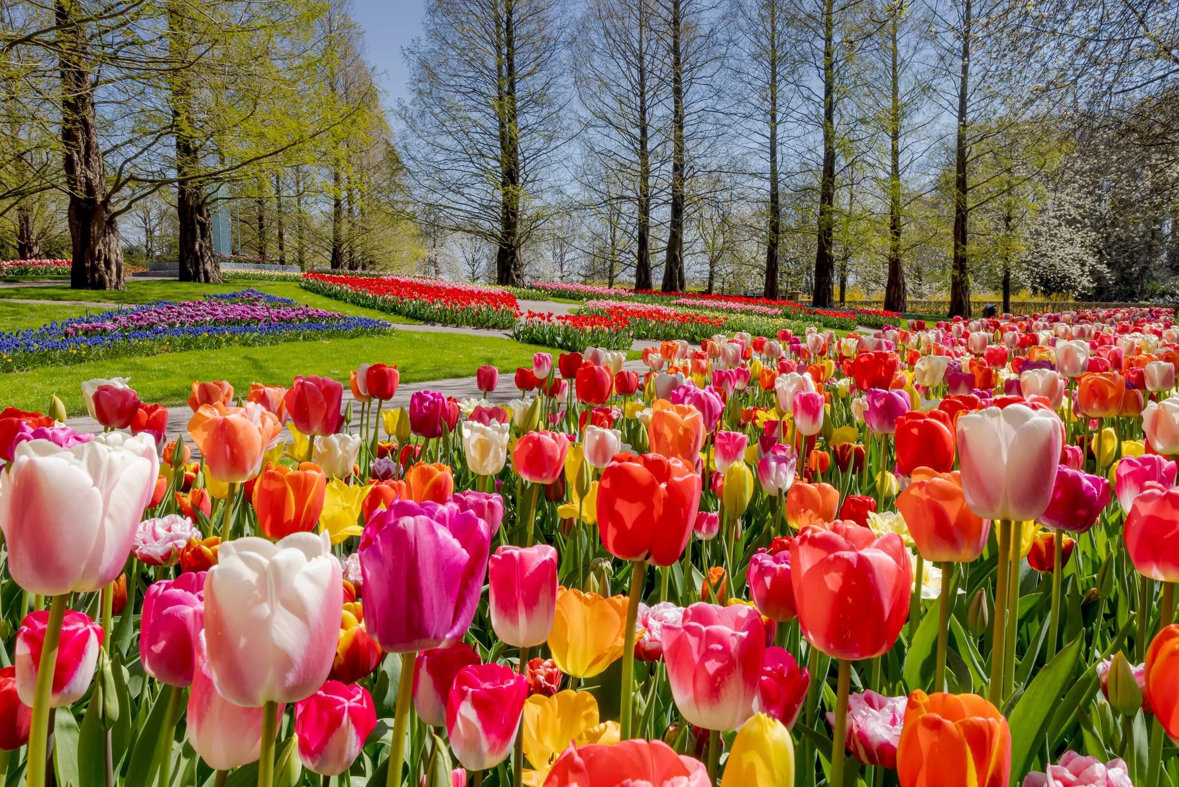 Flower Spotlight: Tulip