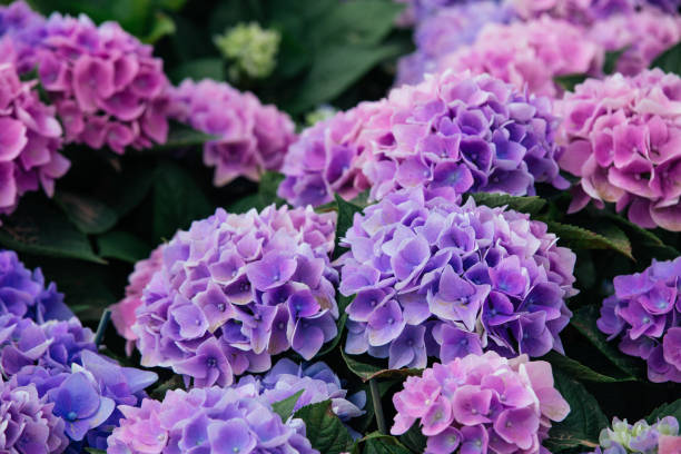 Flower Spotlight: Hydrangea