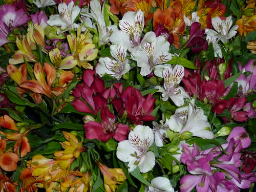 Flower Spotlight: Alstromeria