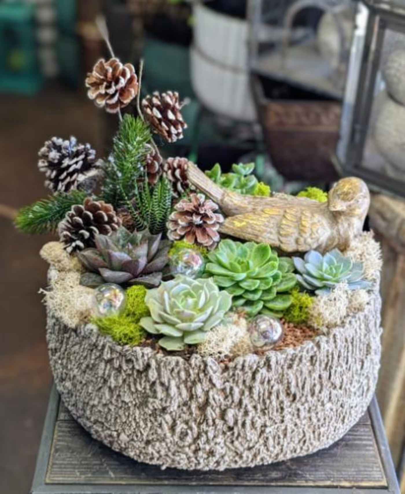 Festive Holiday Succulents