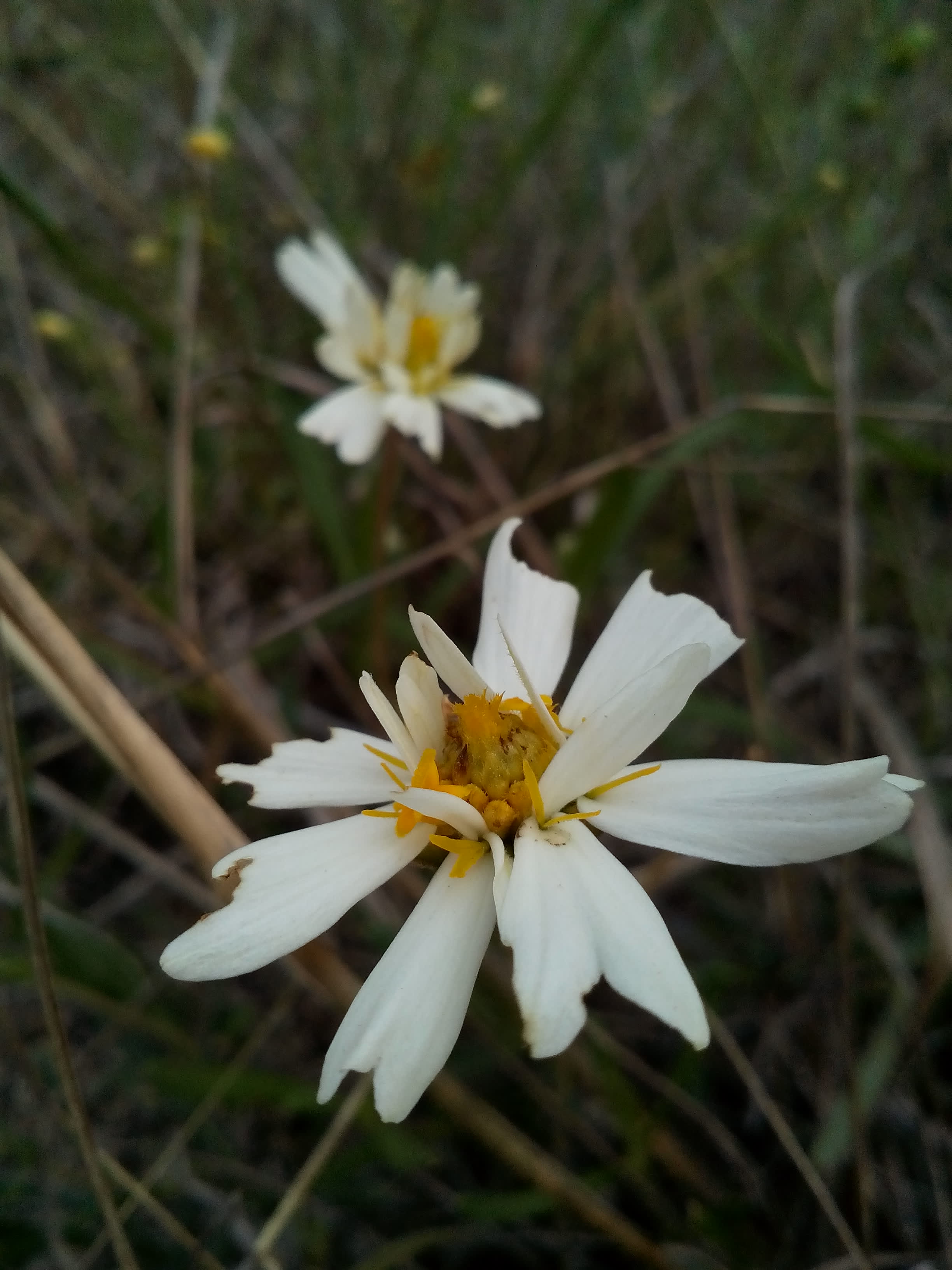 Local Wild Flowers at Austin,TX