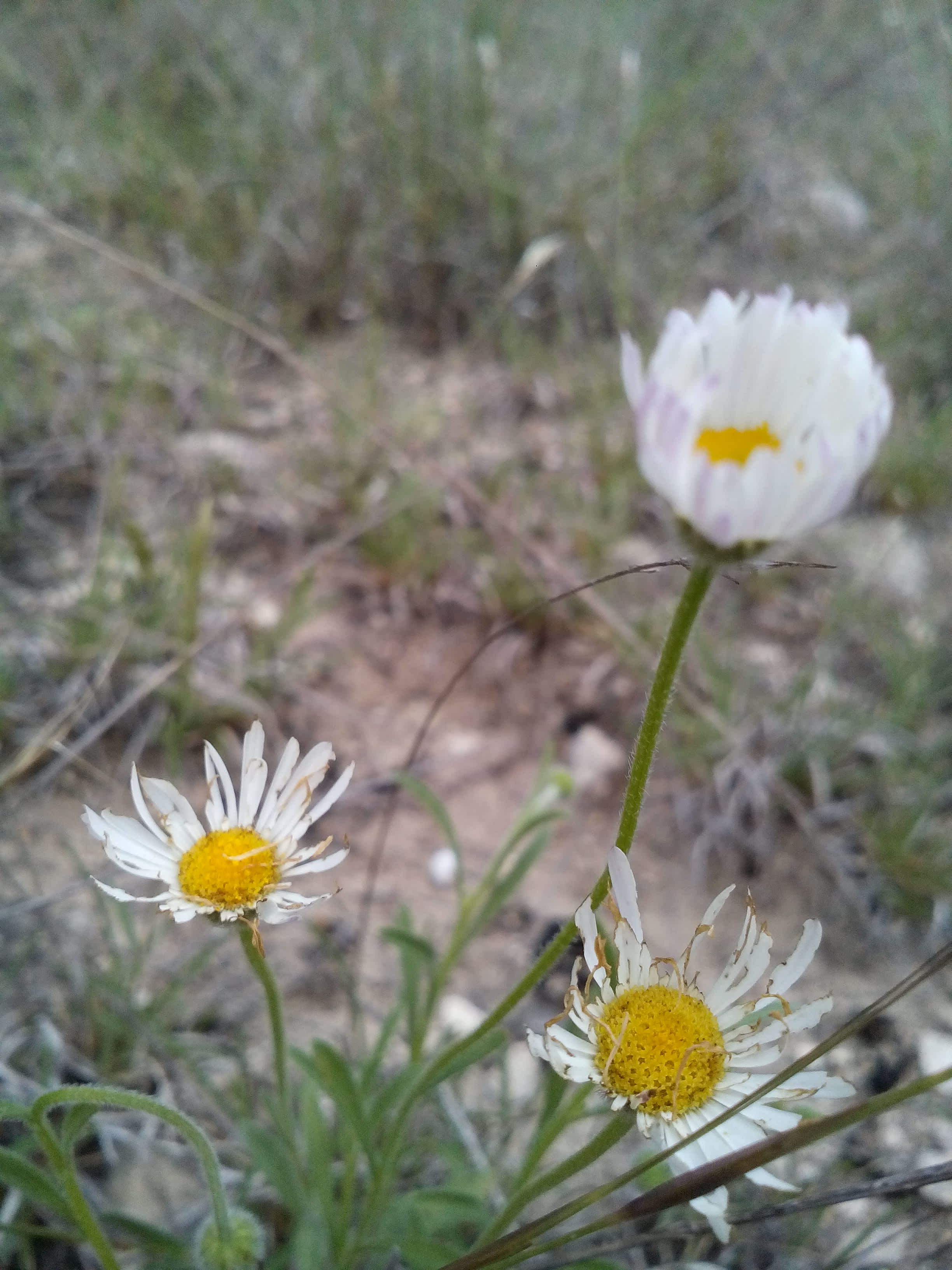 Wild flowers at Austin,TX