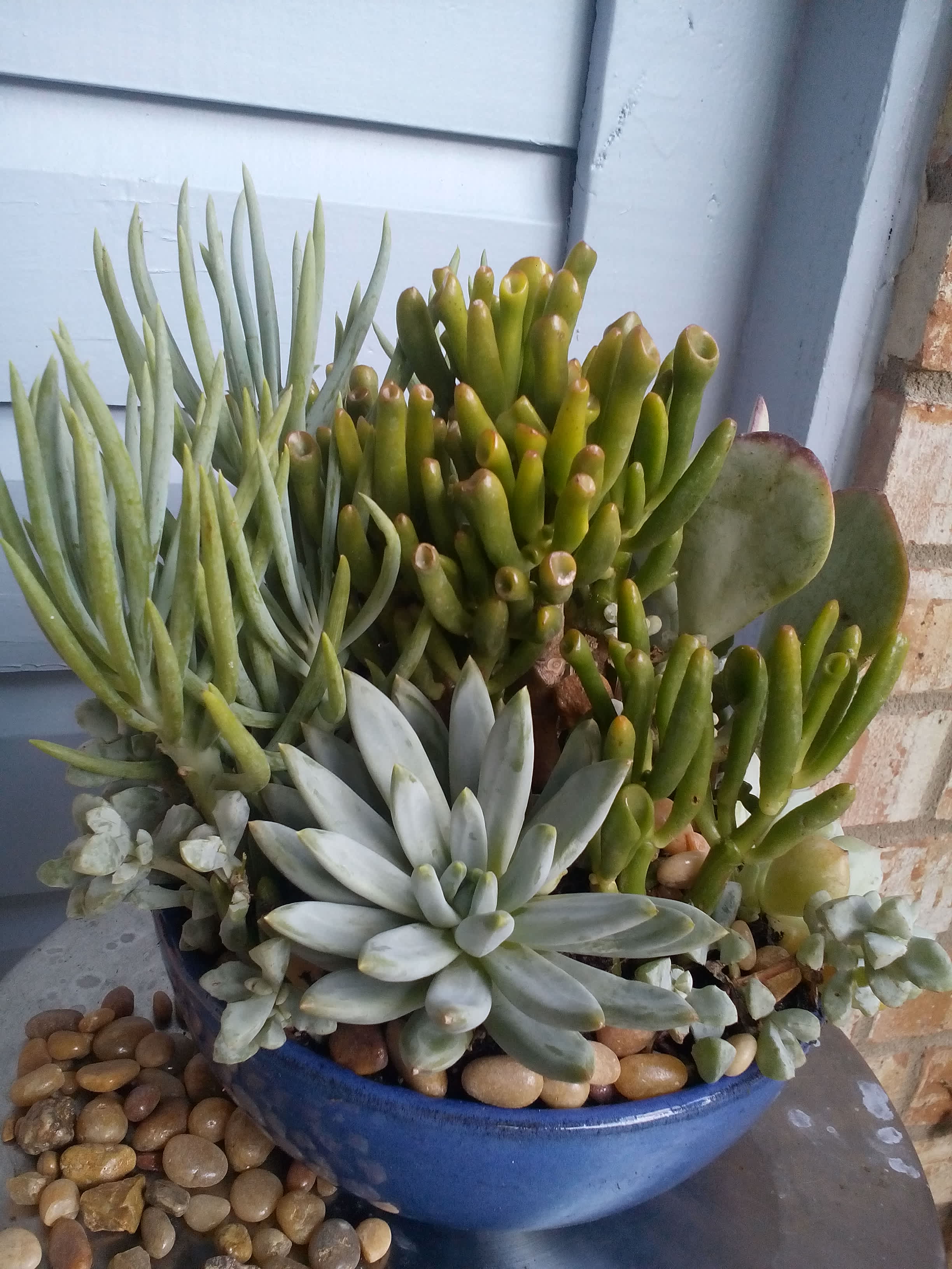 Garden Plant