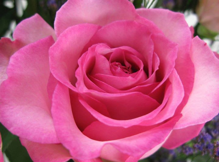 Flores de Semáforos