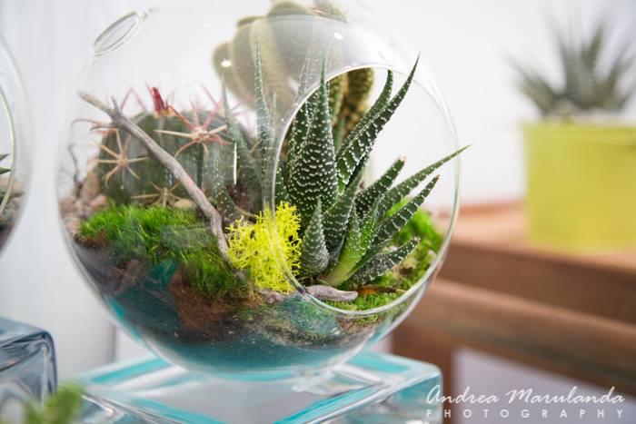 Succulent Terrarium Workshops!