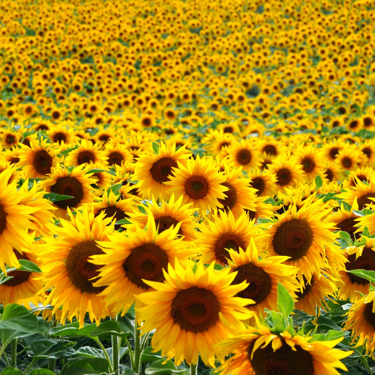 Brief history of Sunflowers