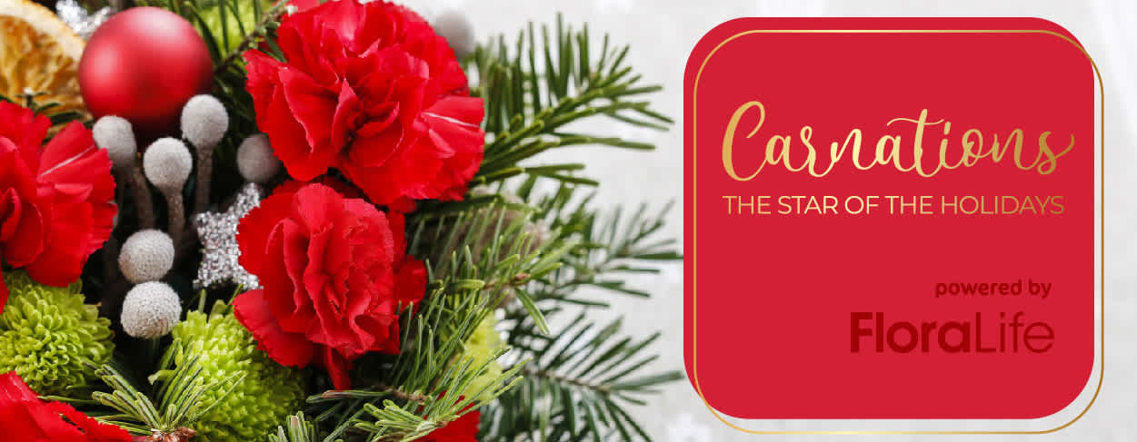 Carnations the "Star" of the Holiday