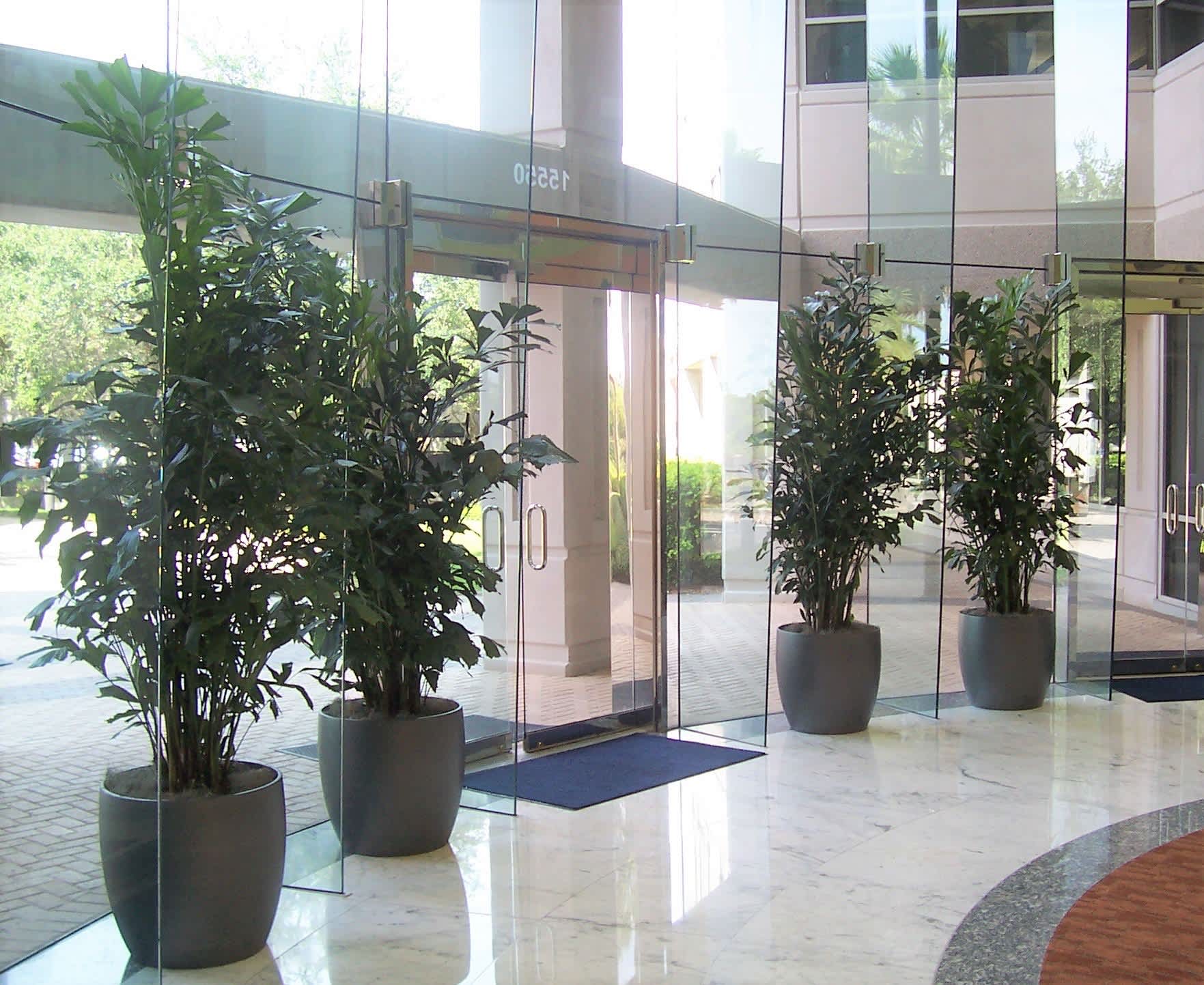 House plants for your office or home