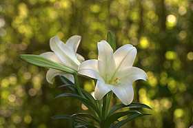 Easter Lily care