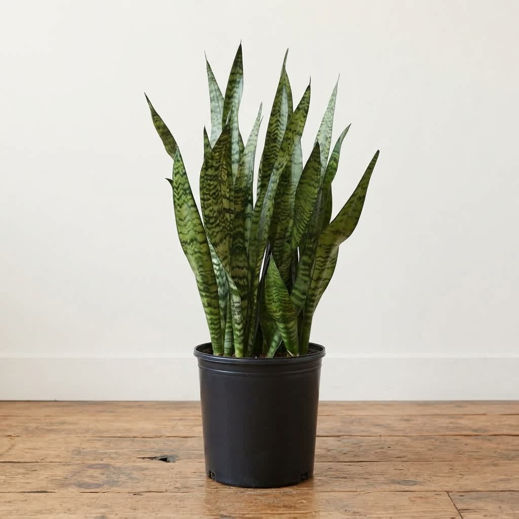 Coady Florist plant rentals full service logistics, timely delivery and pickup. Reliable, quality, impecdable design