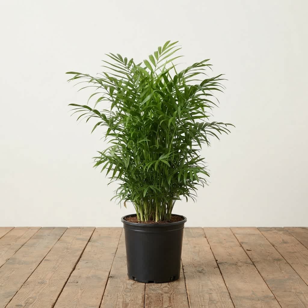 Coady Florist plant rentals, consultation, design, setup, pickup