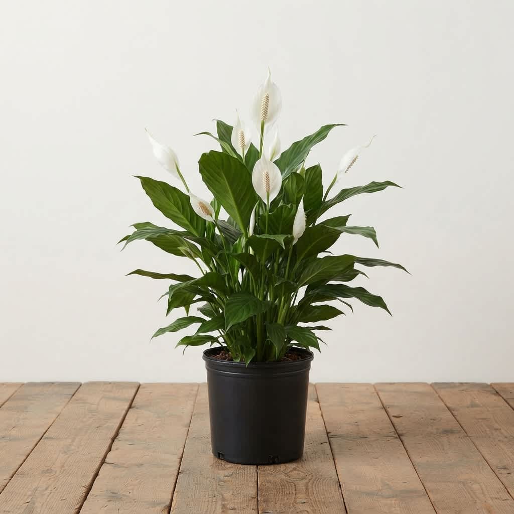 Peace Lily Plant Rental