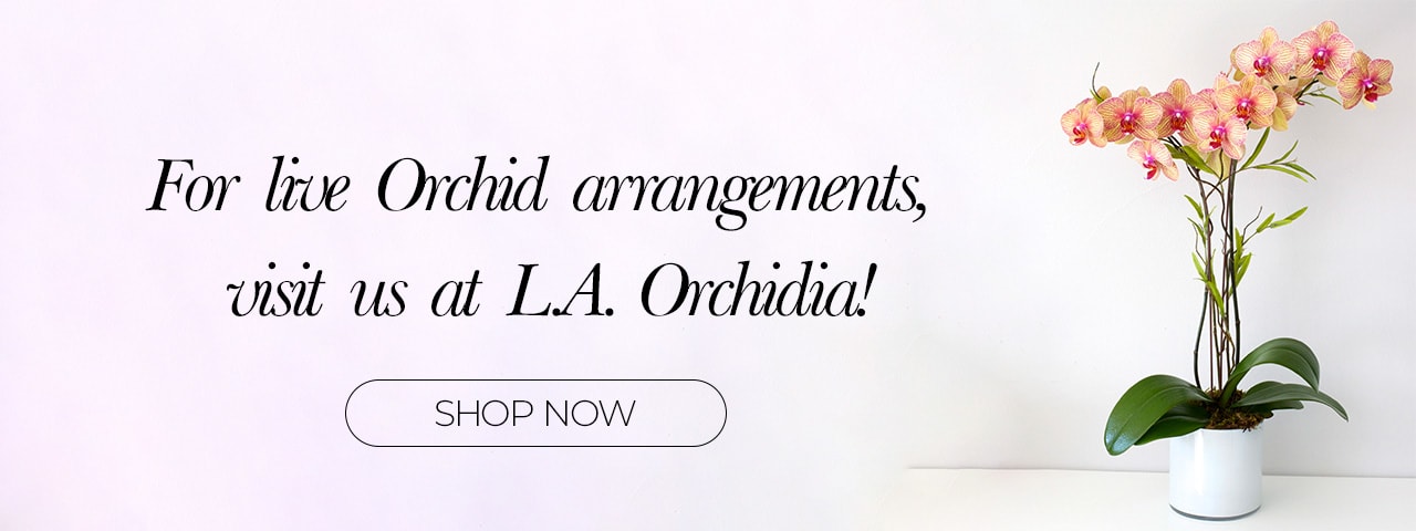 la orchidia