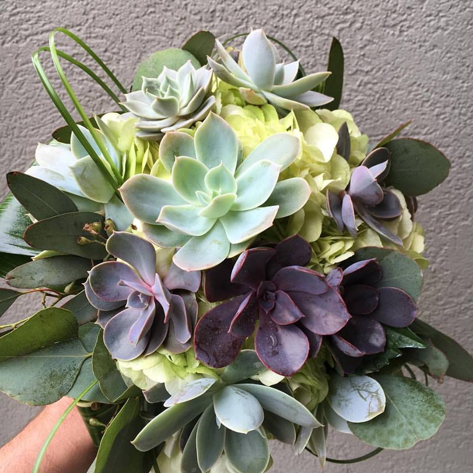 Succulents: Beginners Guide