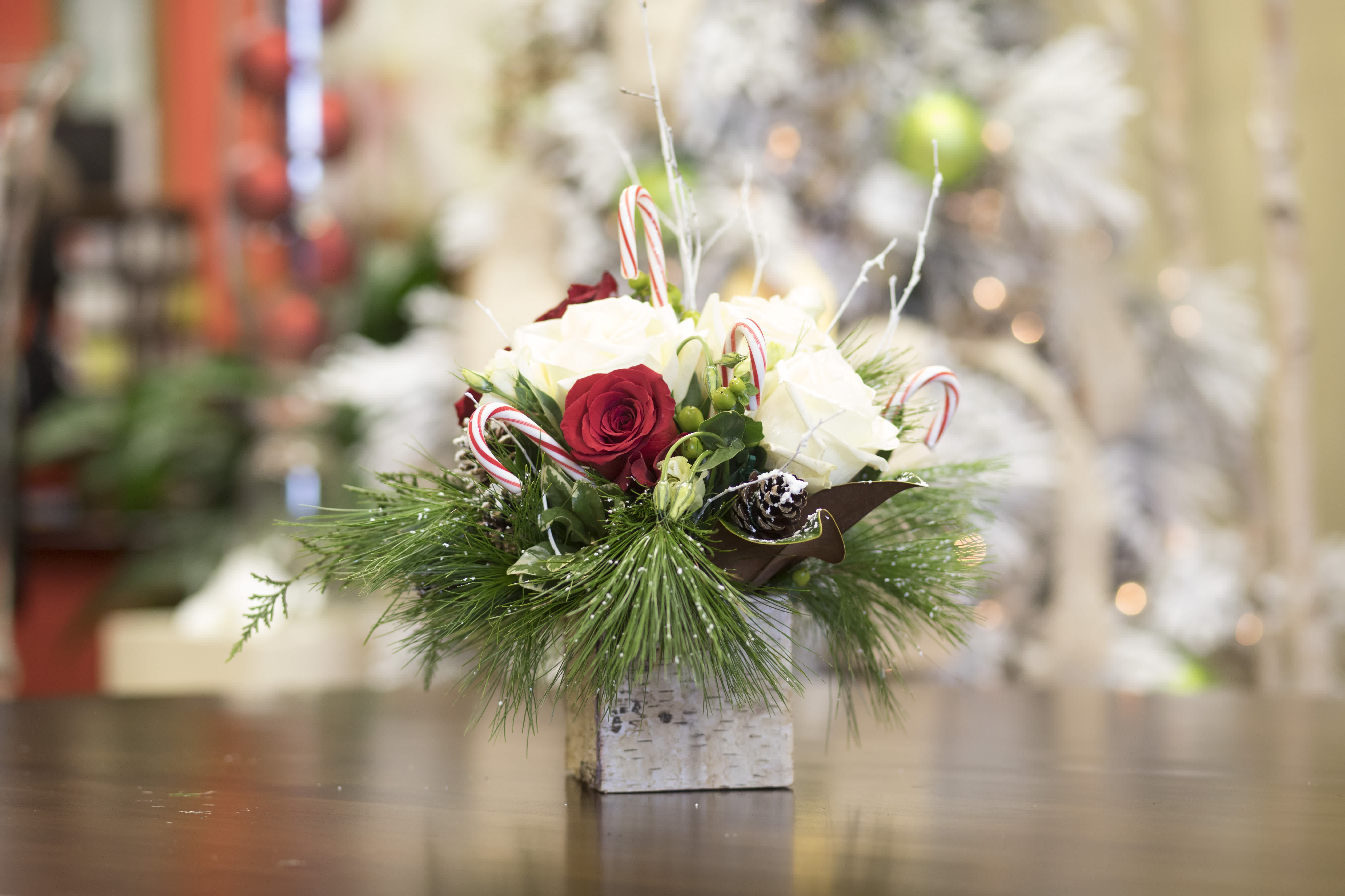 Why do we kiss under Mistletoe?