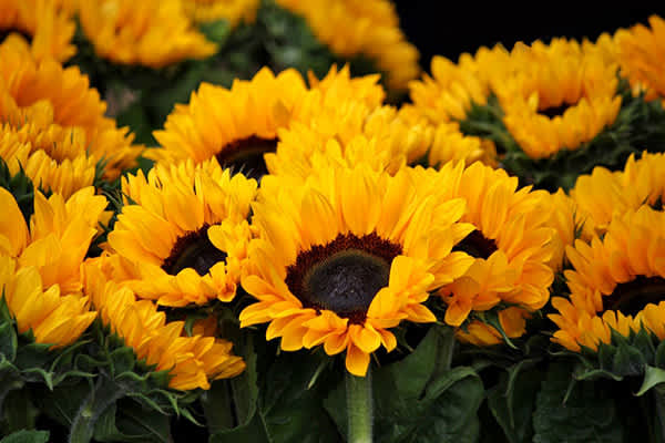 Use Sunflowers to Brighten Up Your Home 