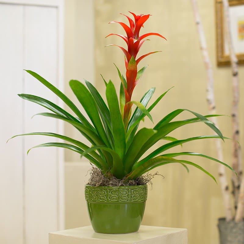 Floral Gifts to Garden Glow