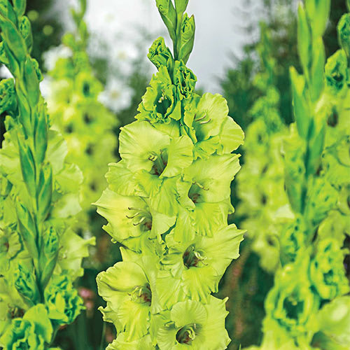The flower of the month for August is the Gladiolus 