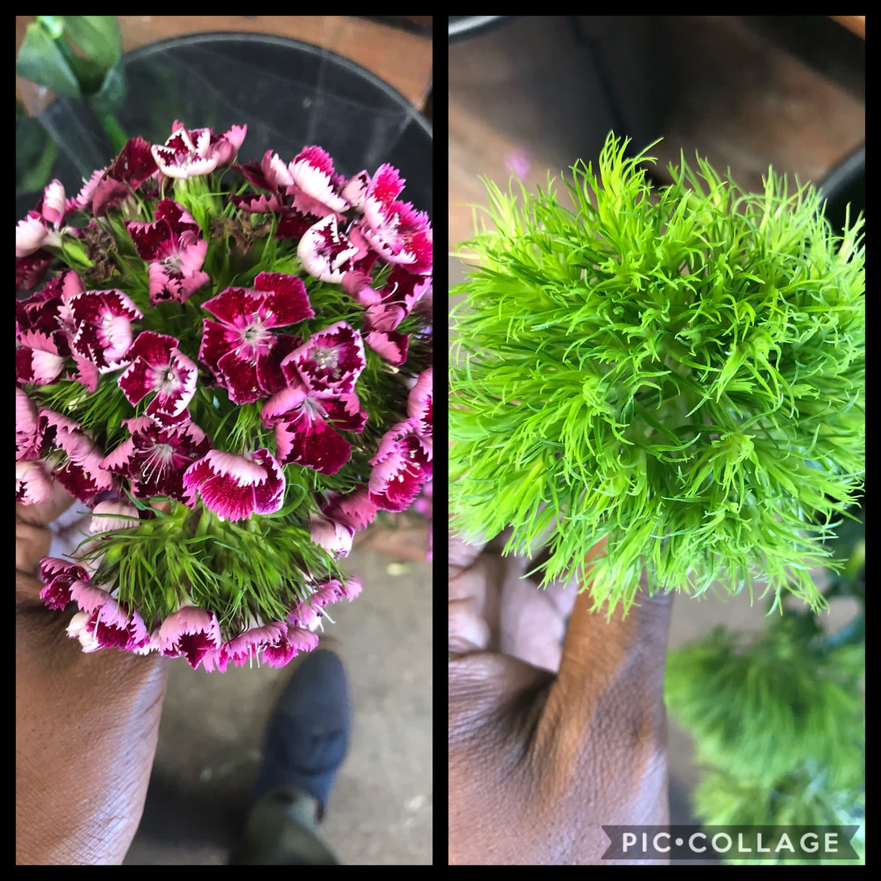 Will the real Dianthus please stand up.