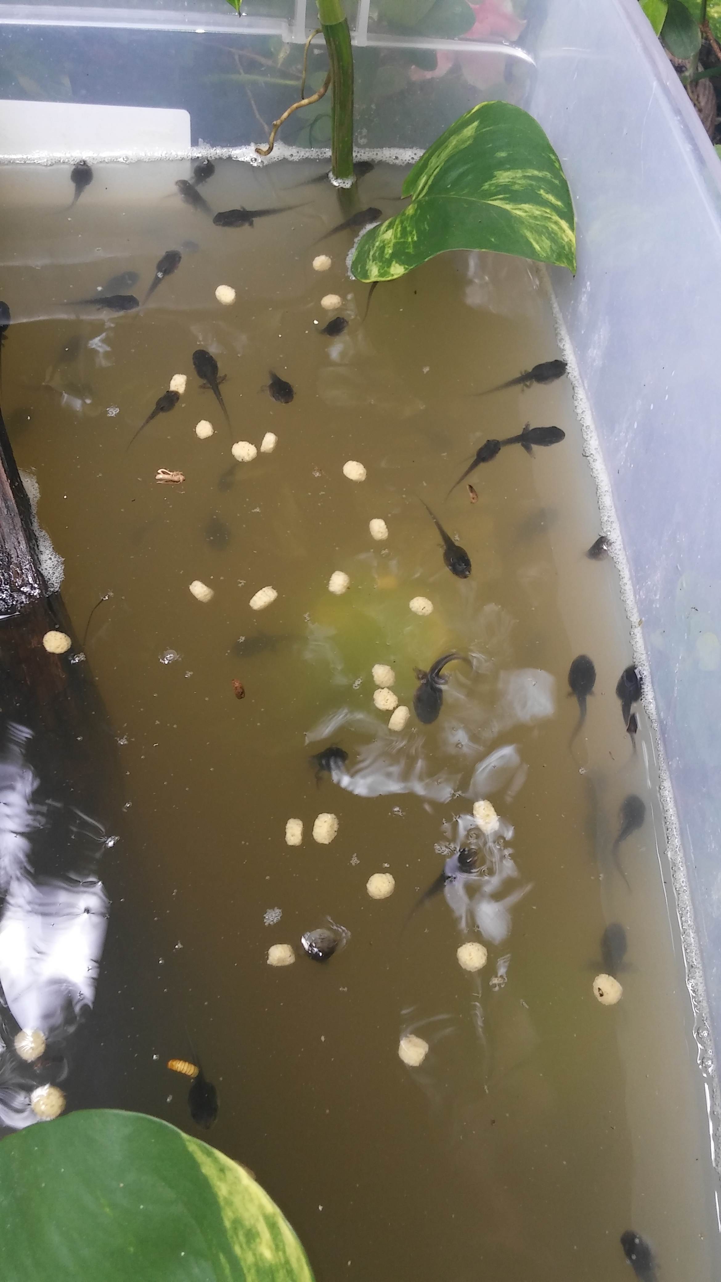 Why Do We Have Frogs?