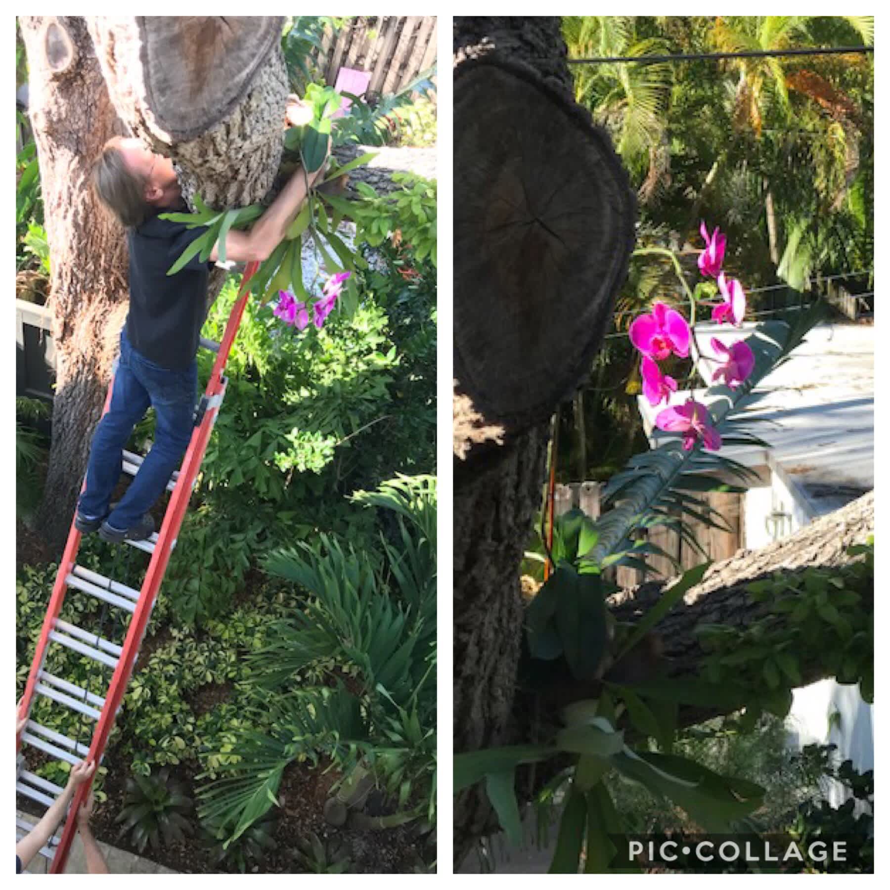 An orchid in a tree? How?