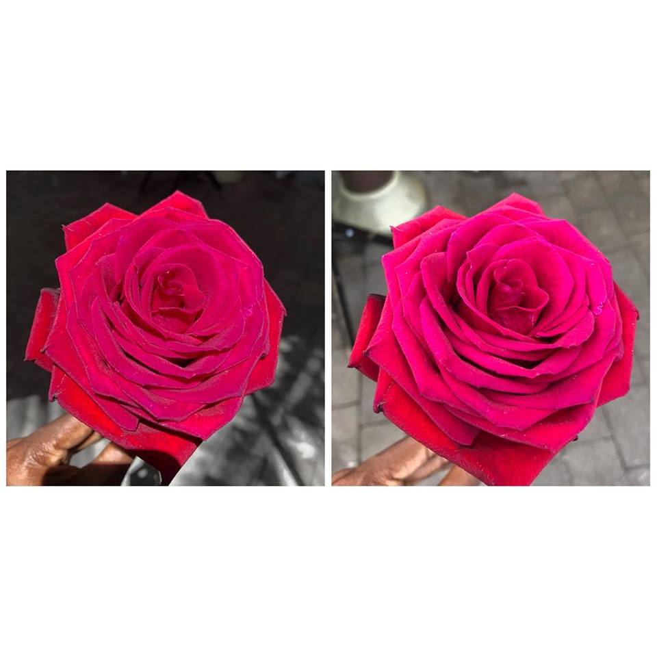 Do roses always do this?