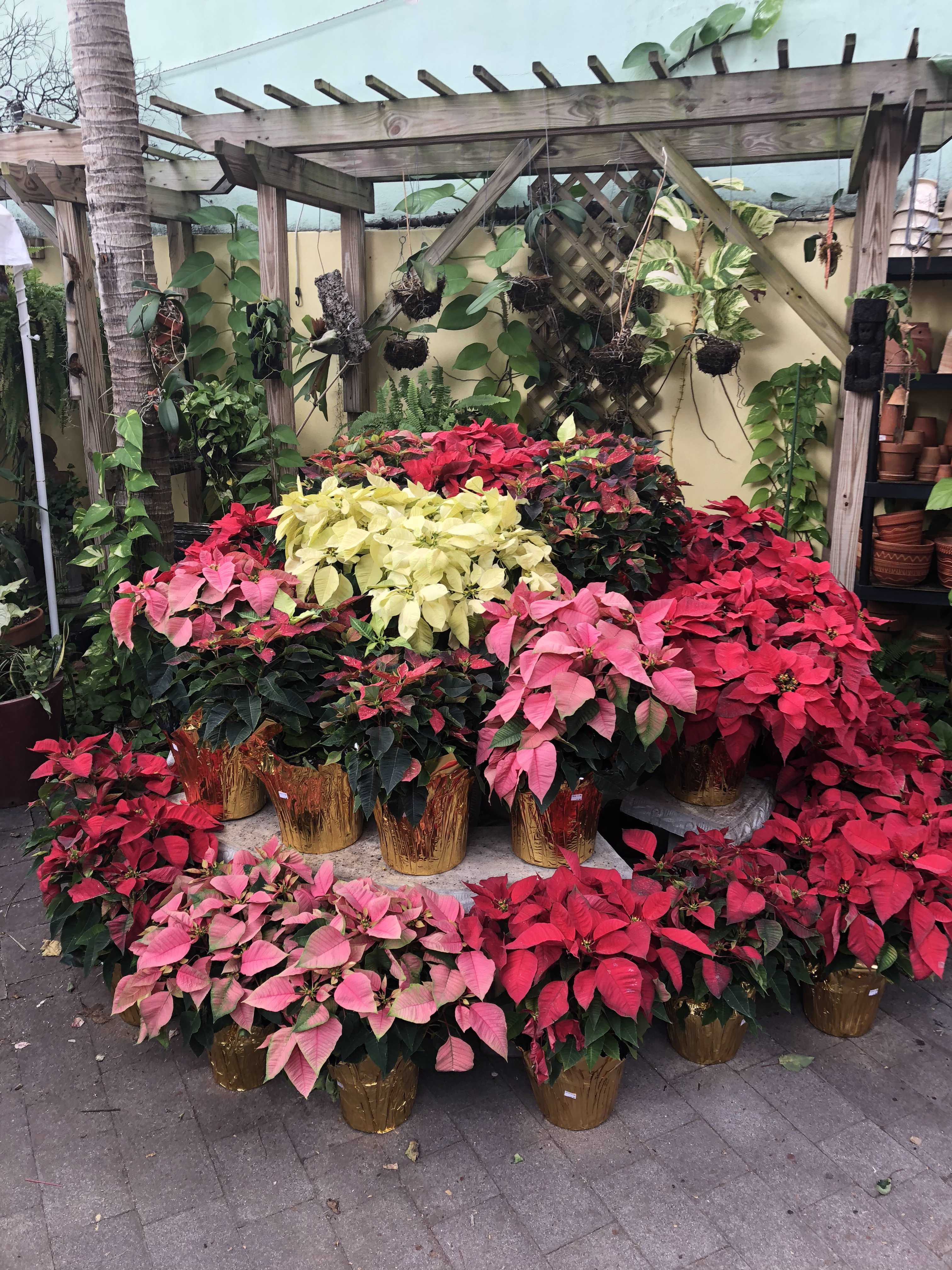 Why the poinsettia? 