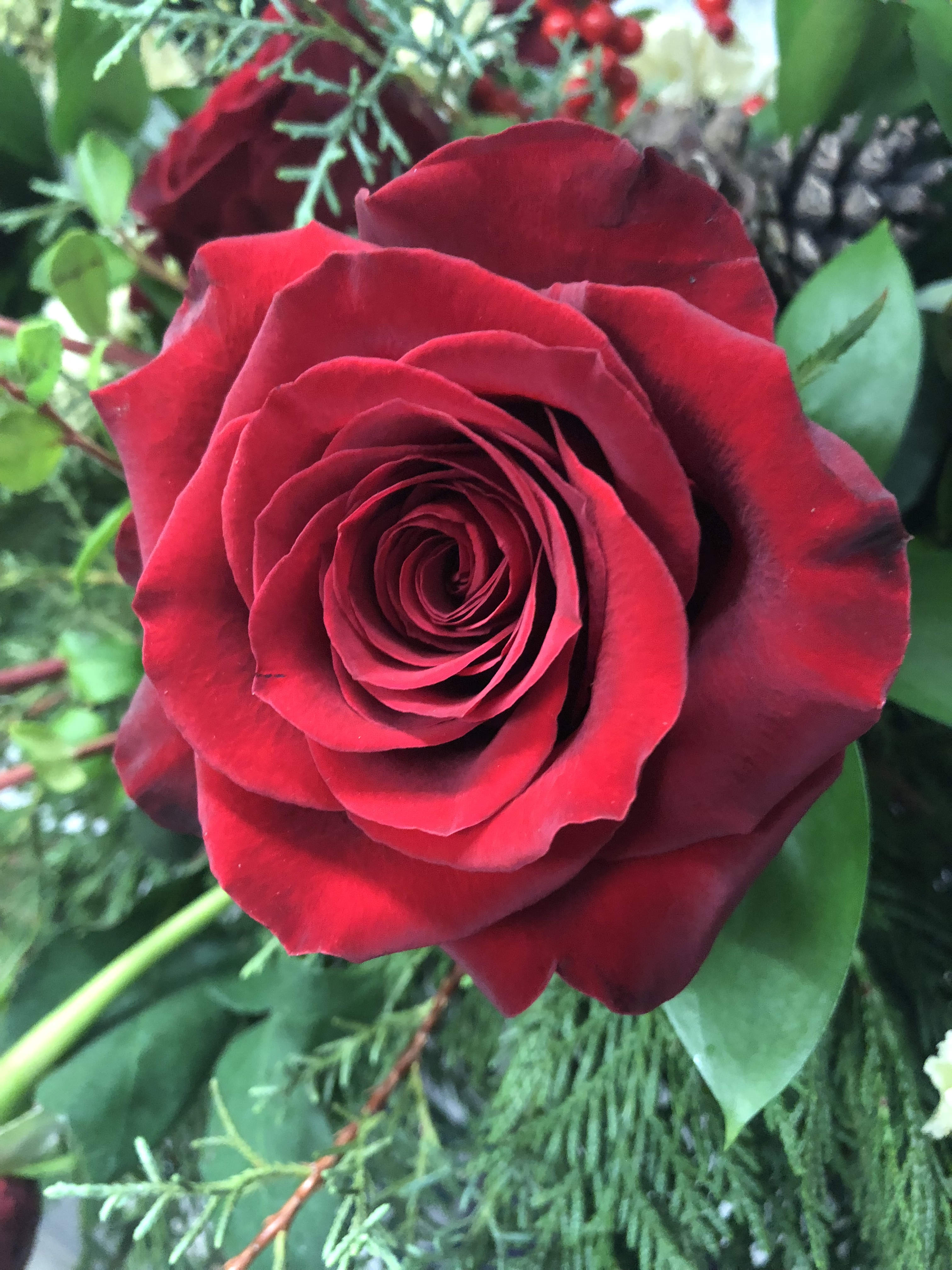 Red roses? Don't ask!