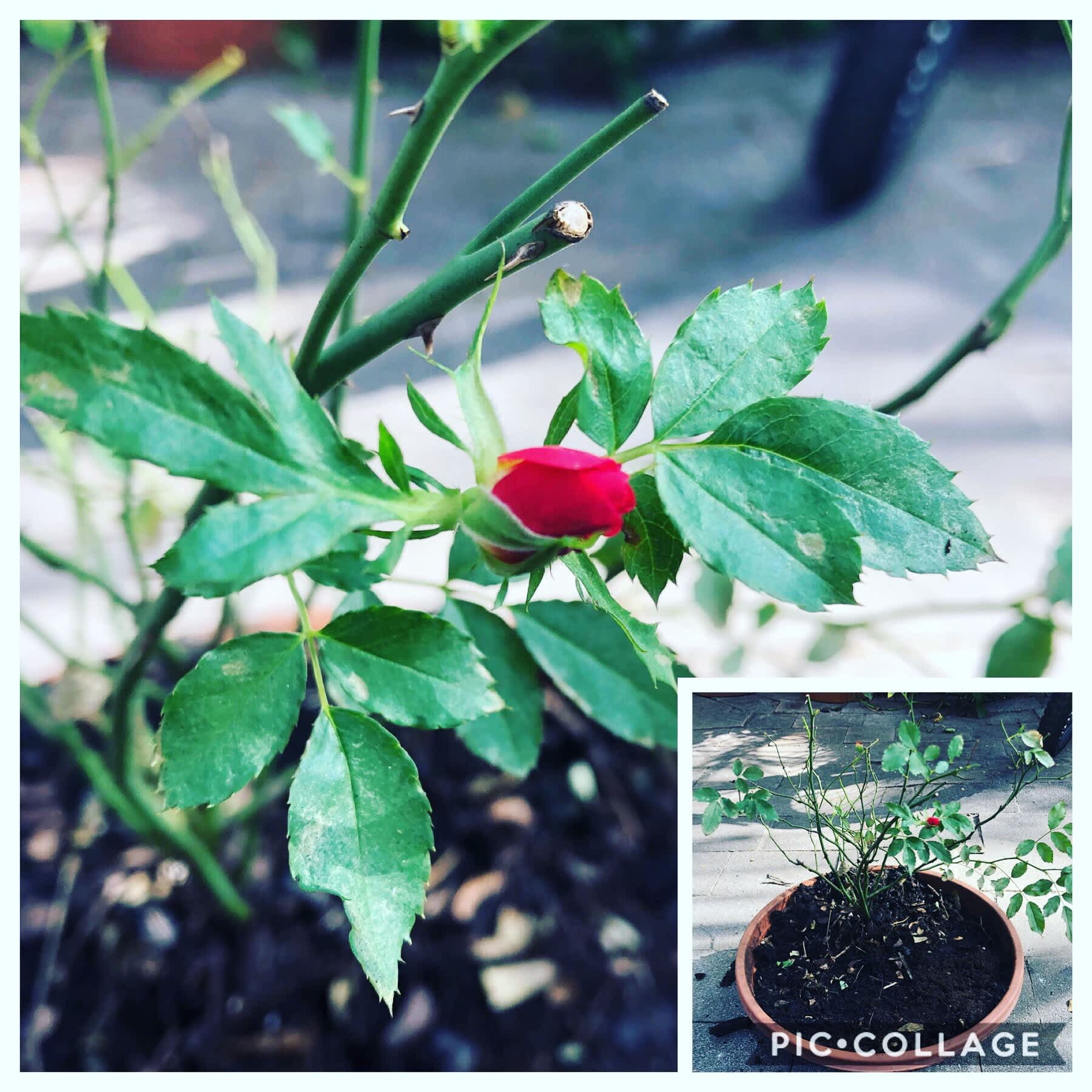 Room to grow...indeed