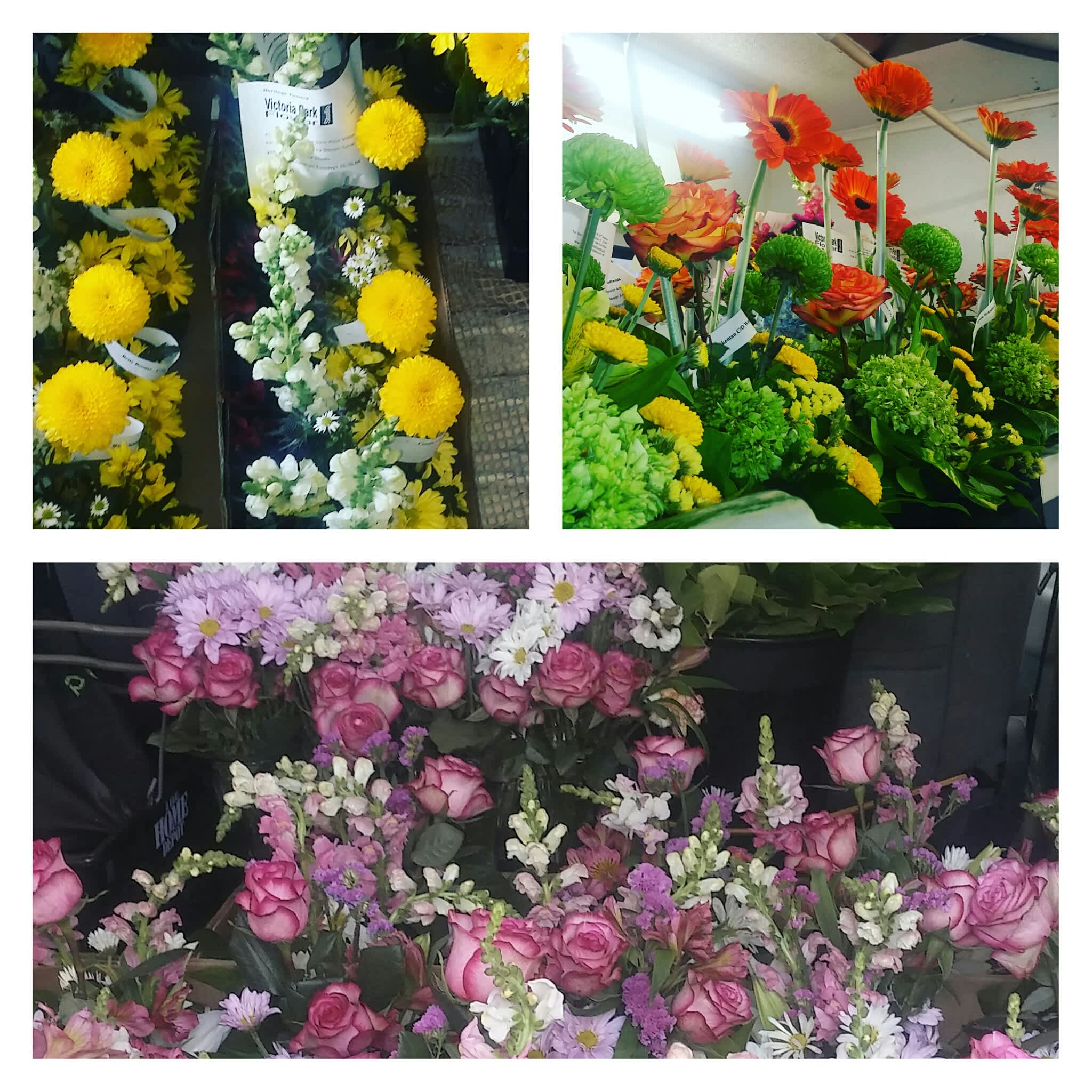 John Knox Village Day