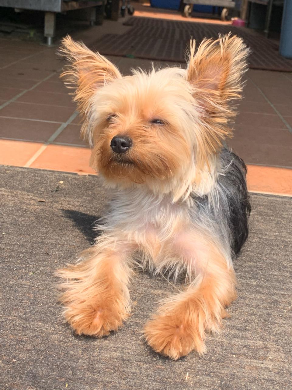 ​Pets love flowers too!