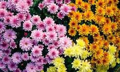 A mum is not just a mum...   