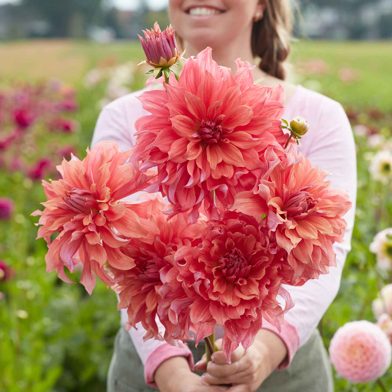 Dinnerplate Dahlias : The Show-Stopping Blooms of Late Summer