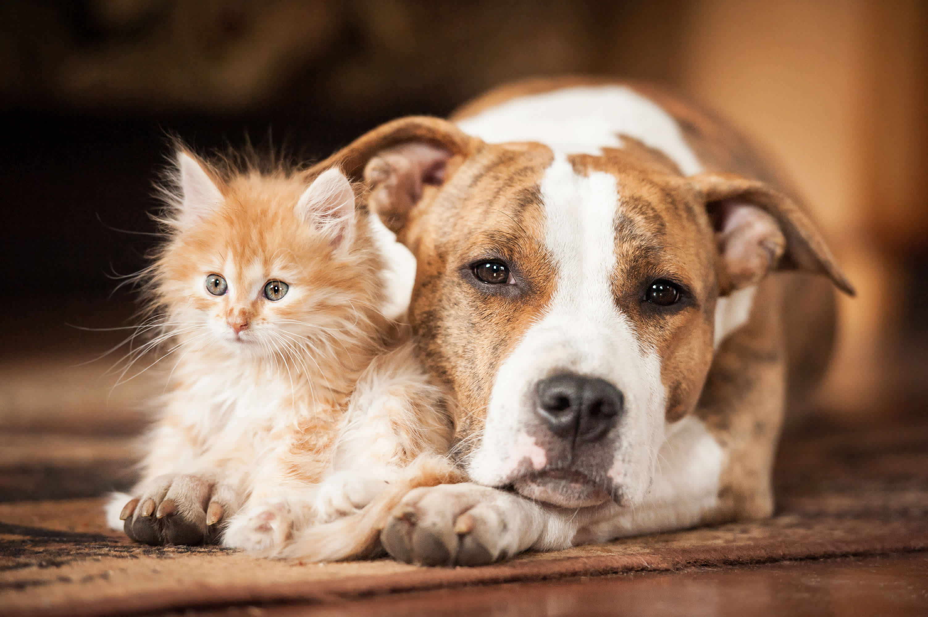 Toxic vs. Safe: The Ultimate Pet-Friendly Flower Guide