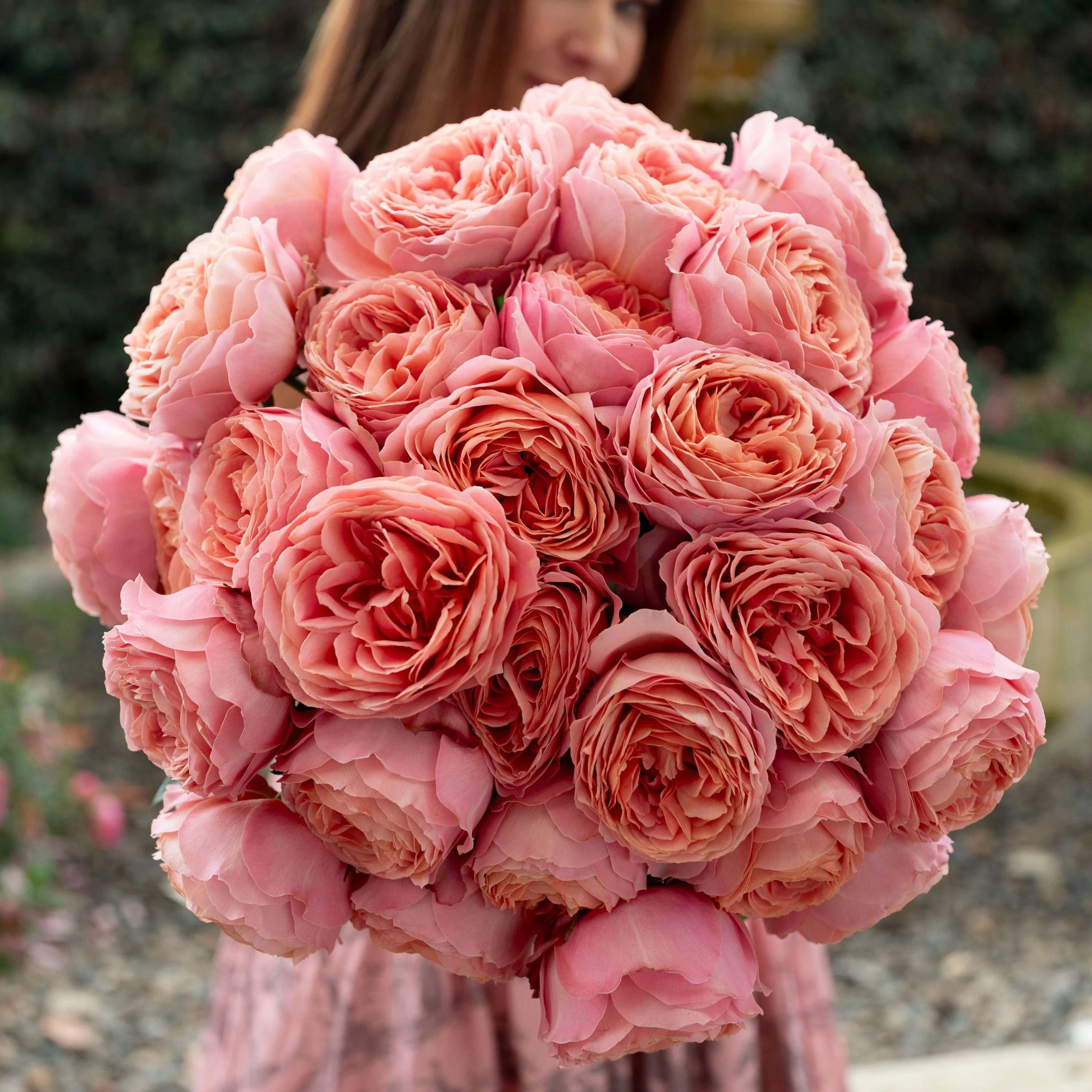 English Roses vs. Knock Out Roses: Which is Right for Your Garden?
