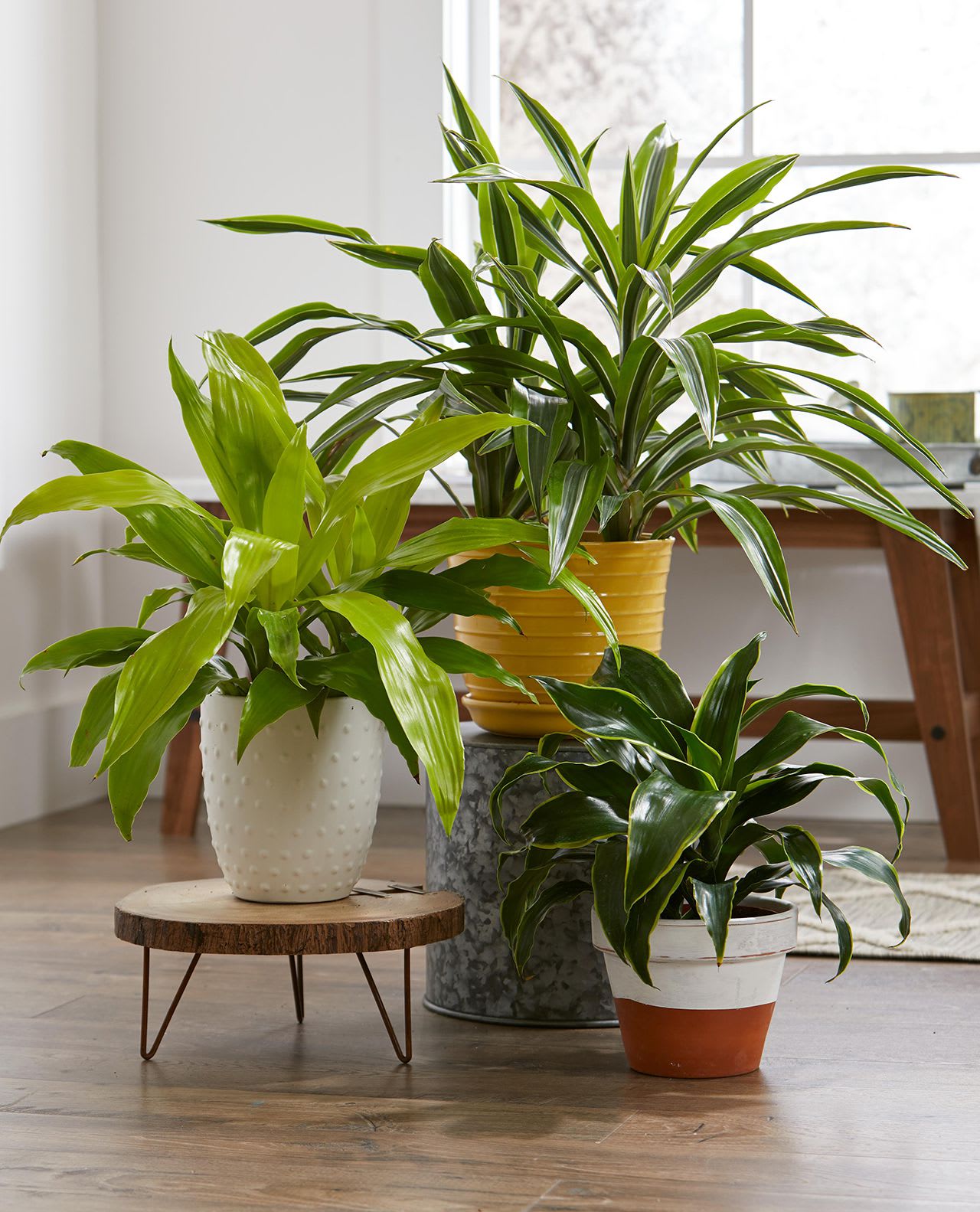 Bright Blooms, Even in Low Light: The Best Flowering Houseplants for Your Home