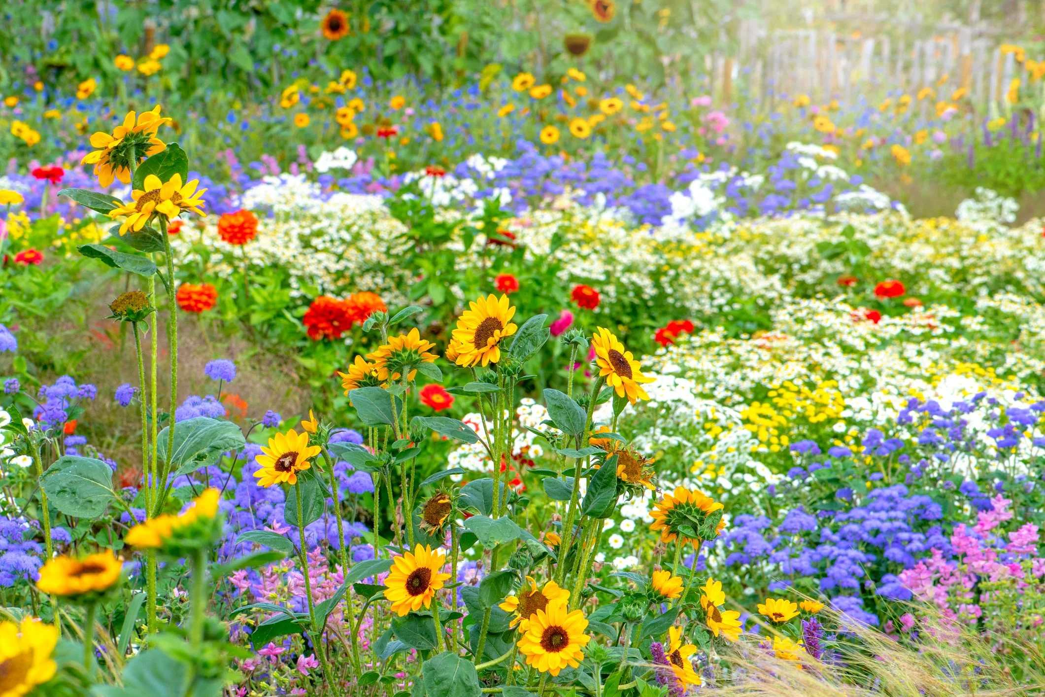 The Language of Flowers: What Your Bouquet is Really Saying