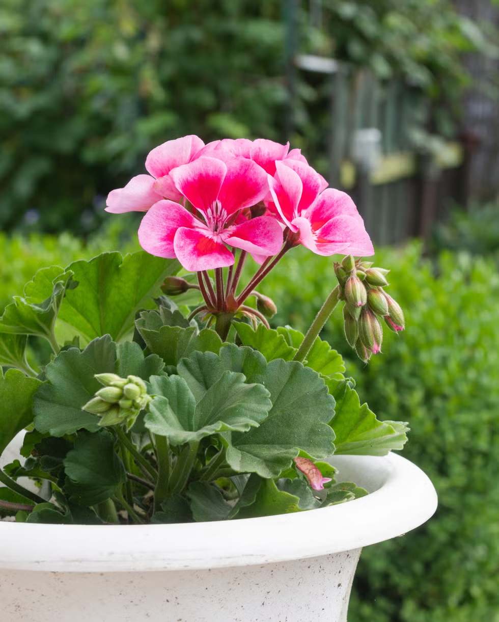 Celebrate 4th of July With Beautiful Geraniums